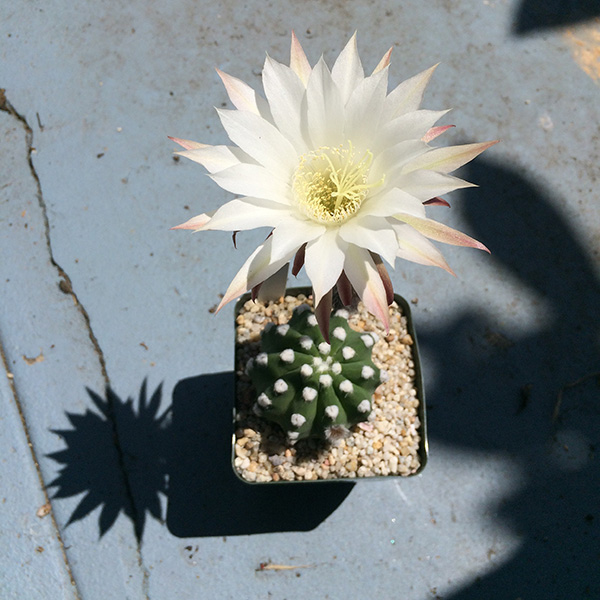 blooming_cactus